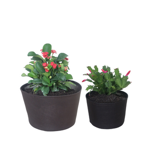 TipOver Transplant Series: 1/2 & 1 Gallon